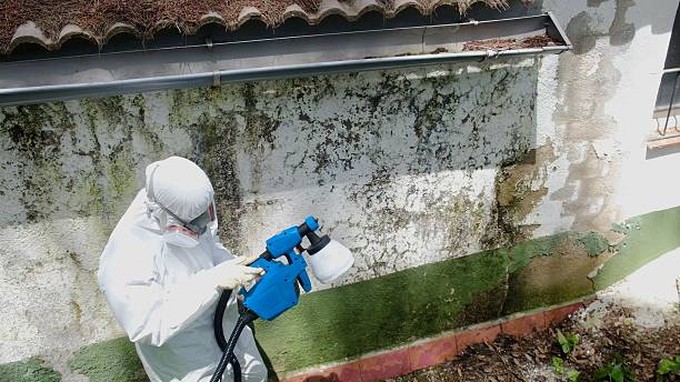 Trusted Mold Remediation service in Morristown, TN - Cheap Mold Removal